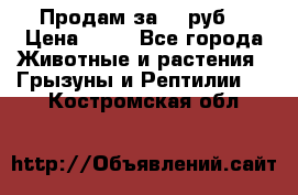 Продам за 50 руб. › Цена ­ 50 - Все города Животные и растения » Грызуны и Рептилии   . Костромская обл.